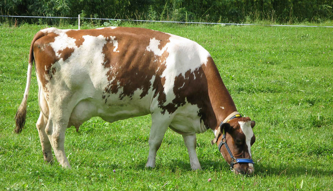 k1体育案例 | 瑞士Agroscope研究所利用压力传感器自动测量反刍动物（奶牛）的咀嚼运动